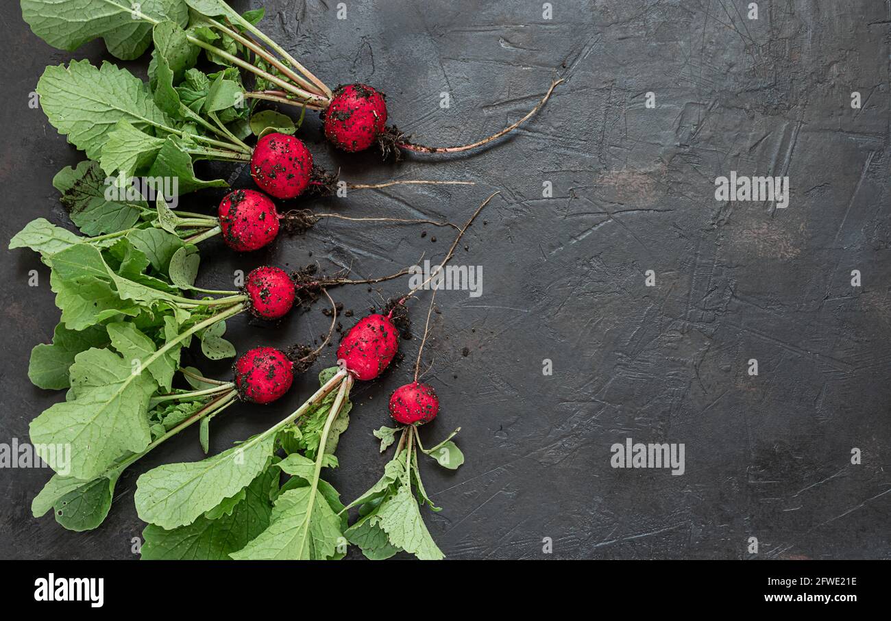 Fresco ravino ecologico su sfondo grigio, giardinaggio, collegato con natura e concetto di cibo naturale, vista dall'alto con spazio copia Foto Stock