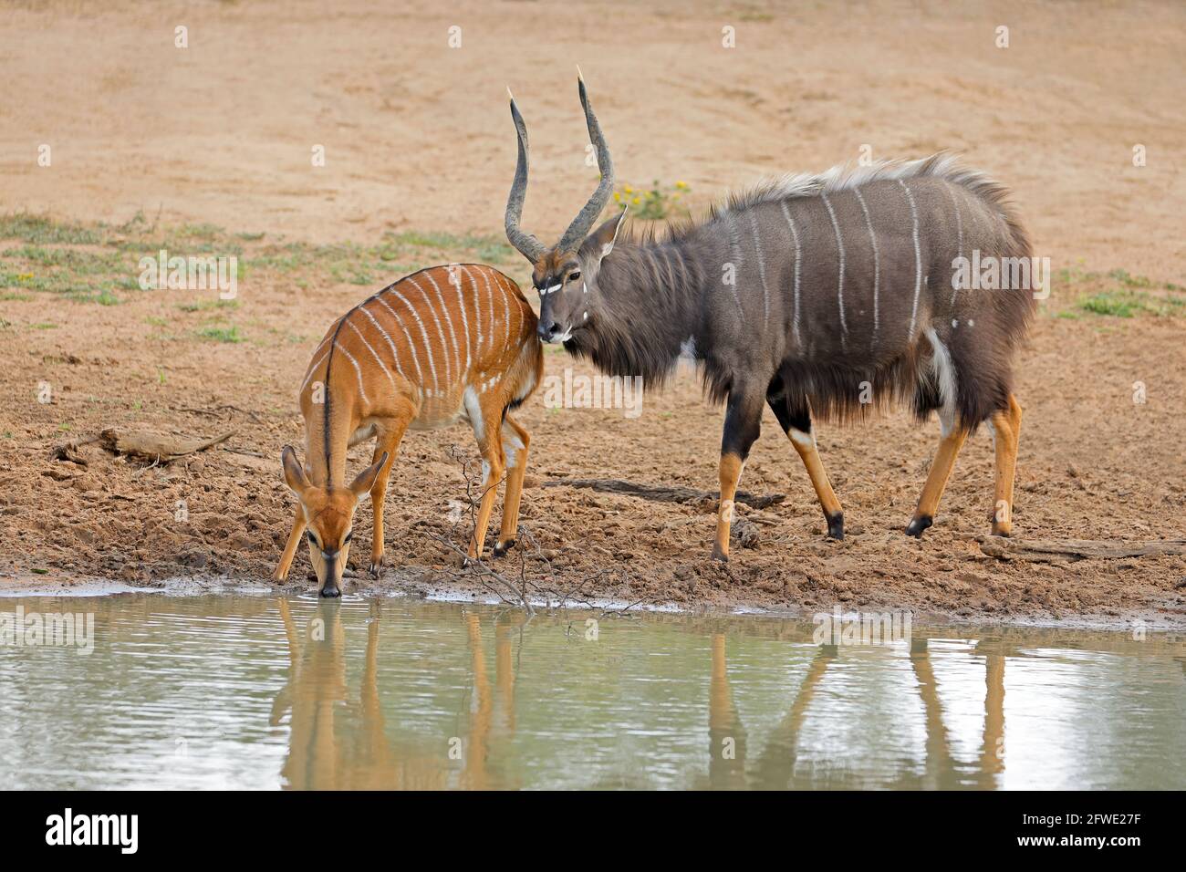 Antilopi nyala (Tragelaphus angasii) maschi e femmine in un buco d'acqua, Mkuze Game Reserve, Sudafrica Foto Stock