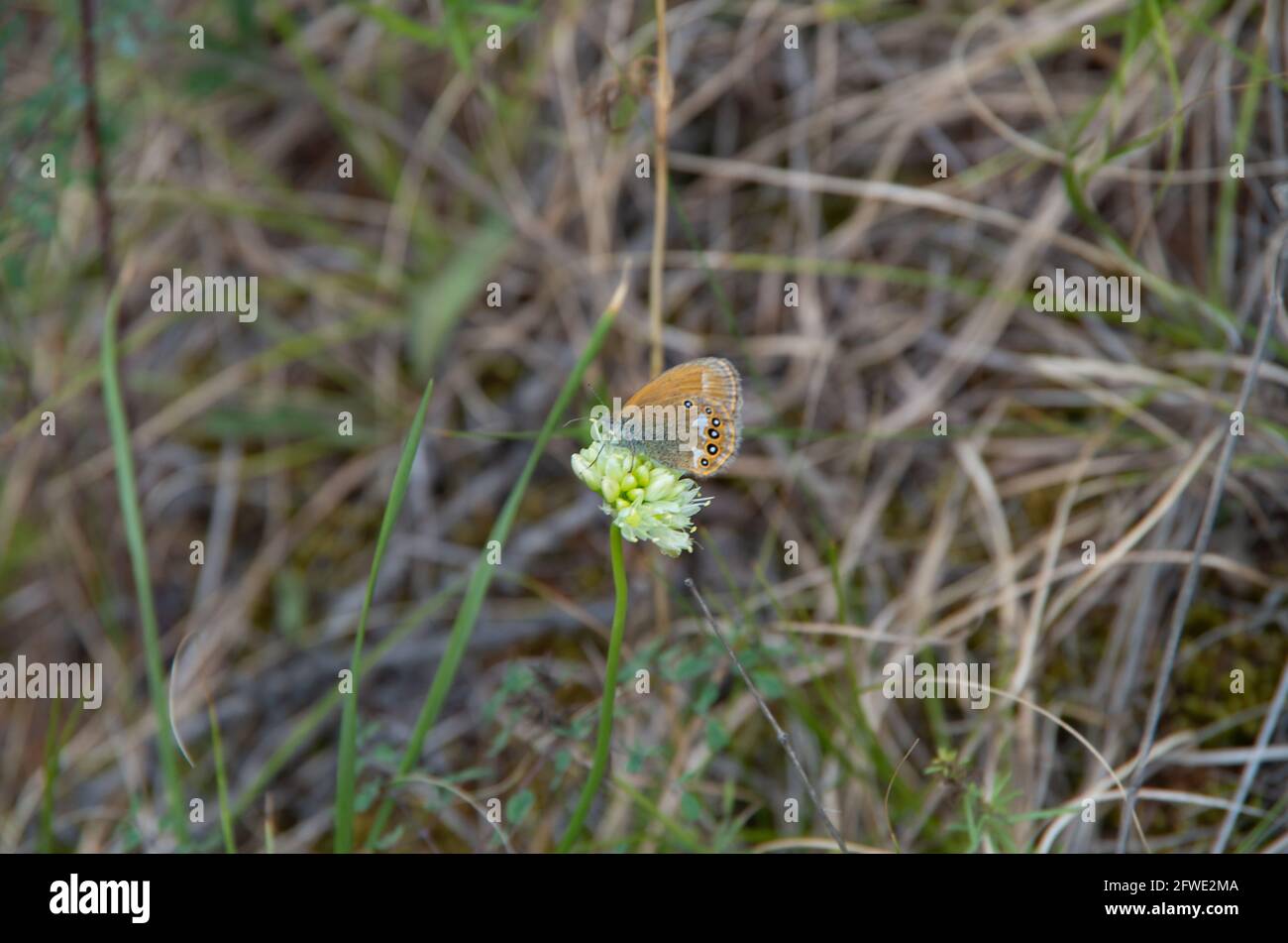 la farfalla si fonde con l'erba seduta su un fiore. Foto Stock