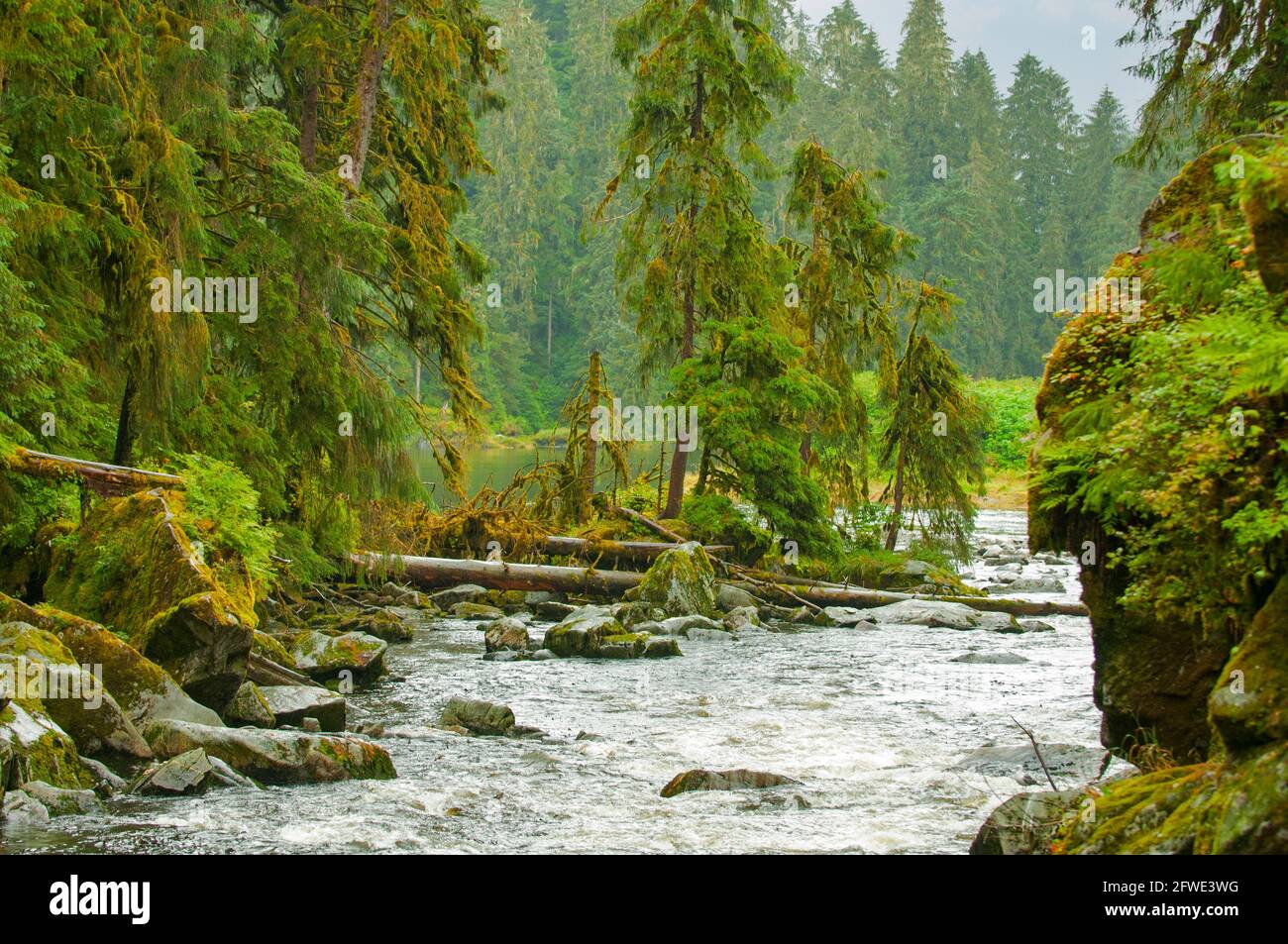 Anan Creek vicino a Wrangell, Alaska, Stati Uniti Foto Stock