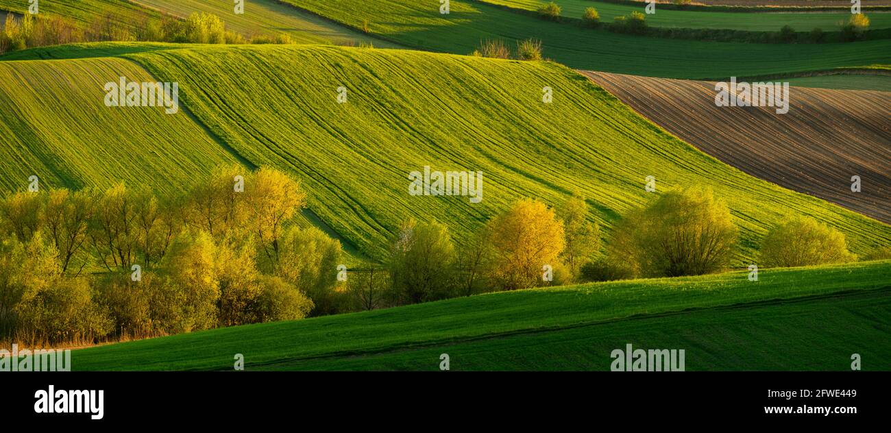 panorama primaverile dei campi coltivati estesamente ed ecologicamente Foto Stock