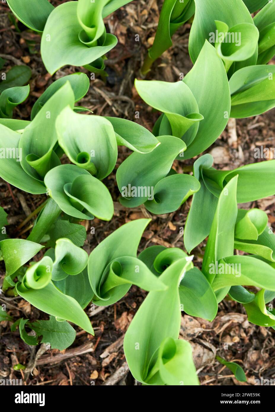 tulipano verde roteante foglie da vicino dall'alto Foto Stock