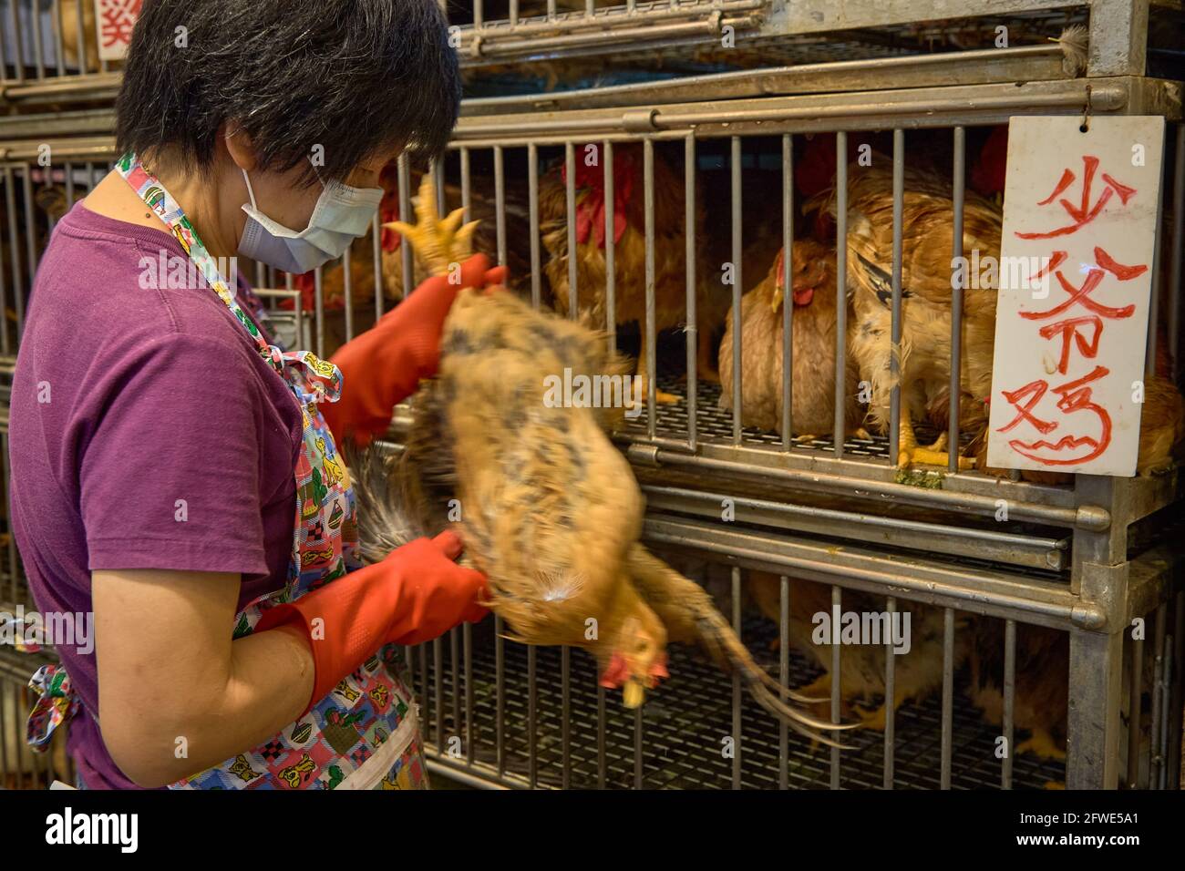 Un titolare di brodo di pollo controlla il suo stock di polli al suo banco nel mercato Tai Yuen di Hong Kong. Foto Stock