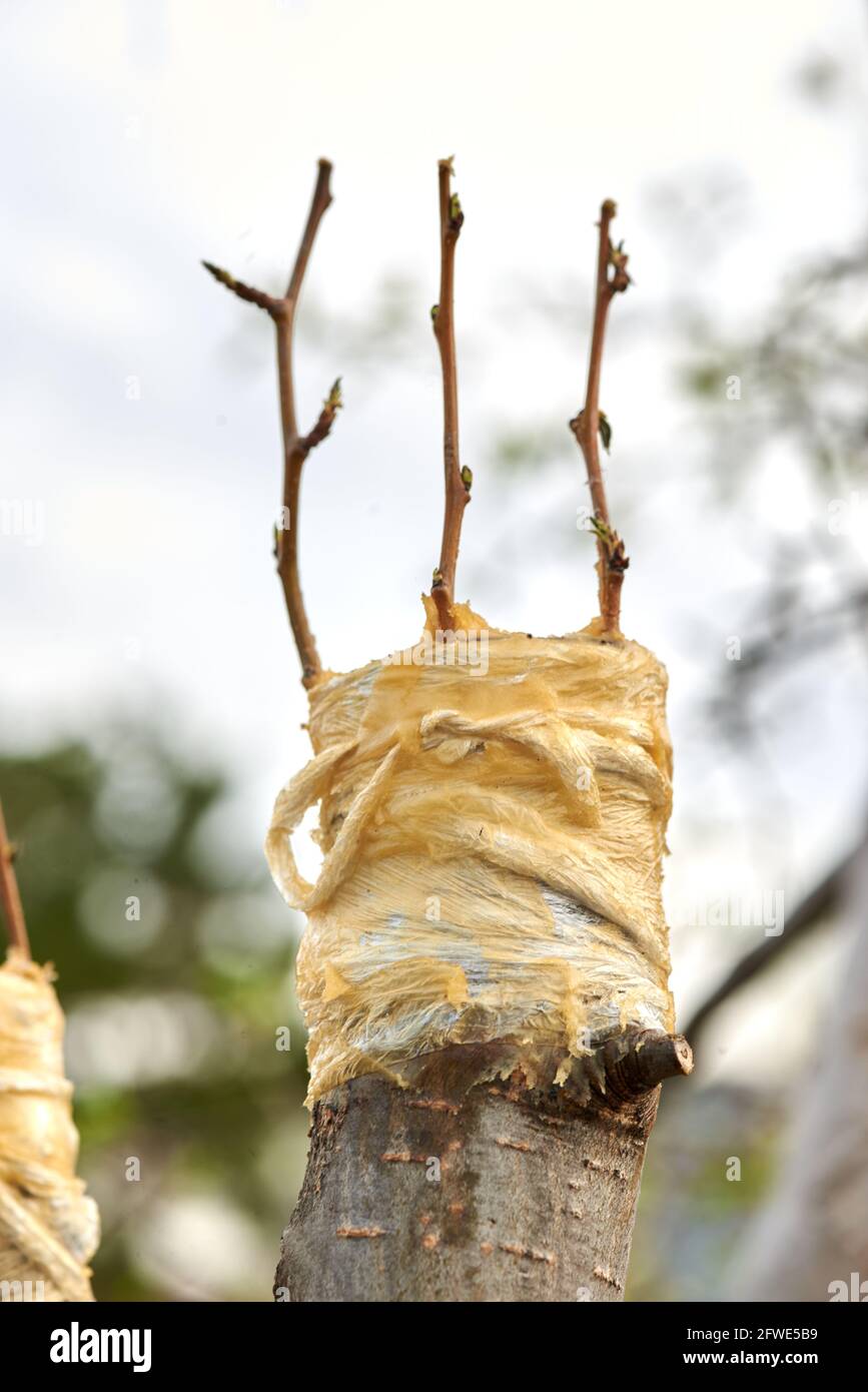tre rami innestati su un albero di tronco di mela Foto Stock
