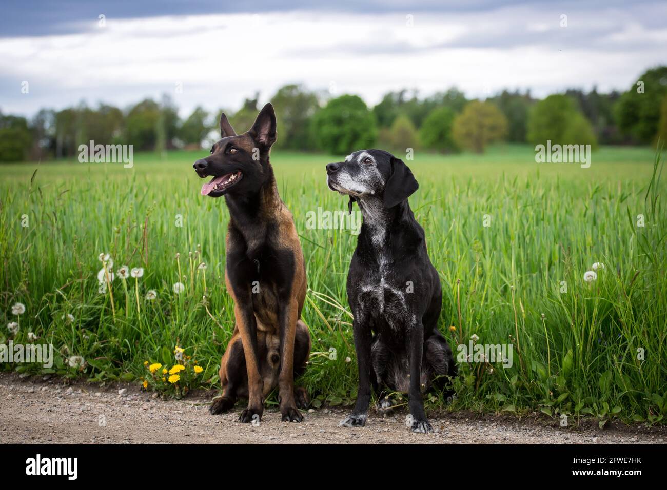 Amici del cane, un cane pastore belga (Malinois) e un vecchio cane di razza mista Foto Stock