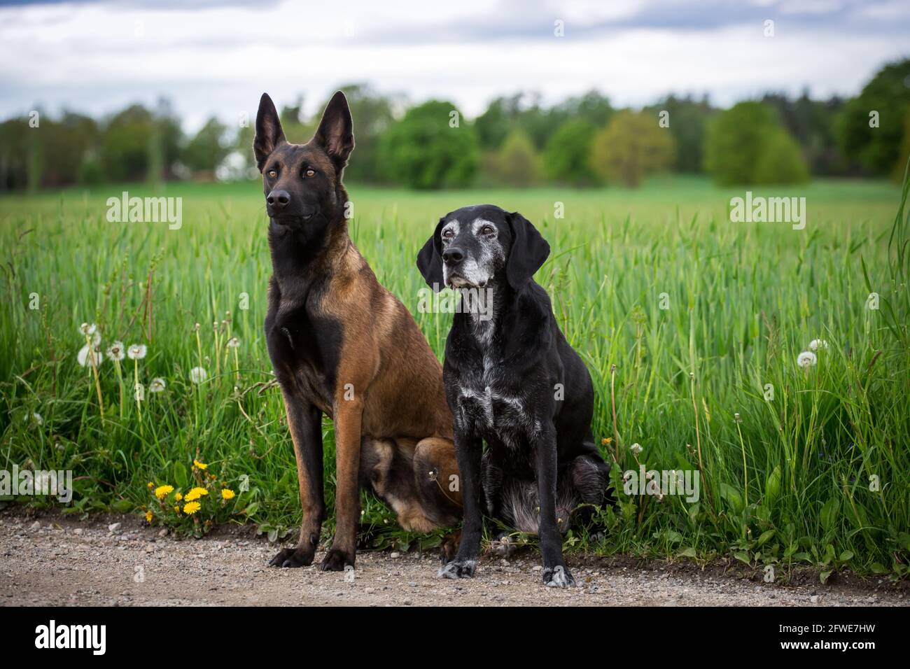 Amici del cane, un cane pastore belga (Malinois) e un vecchio cane di razza mista Foto Stock
