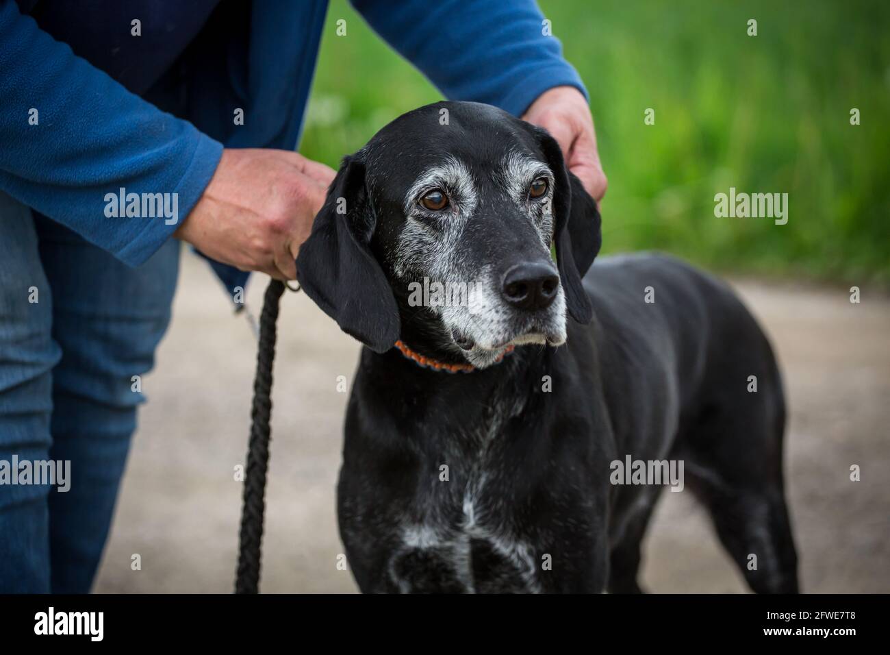 Vecchio cane nero misto-razza Foto Stock