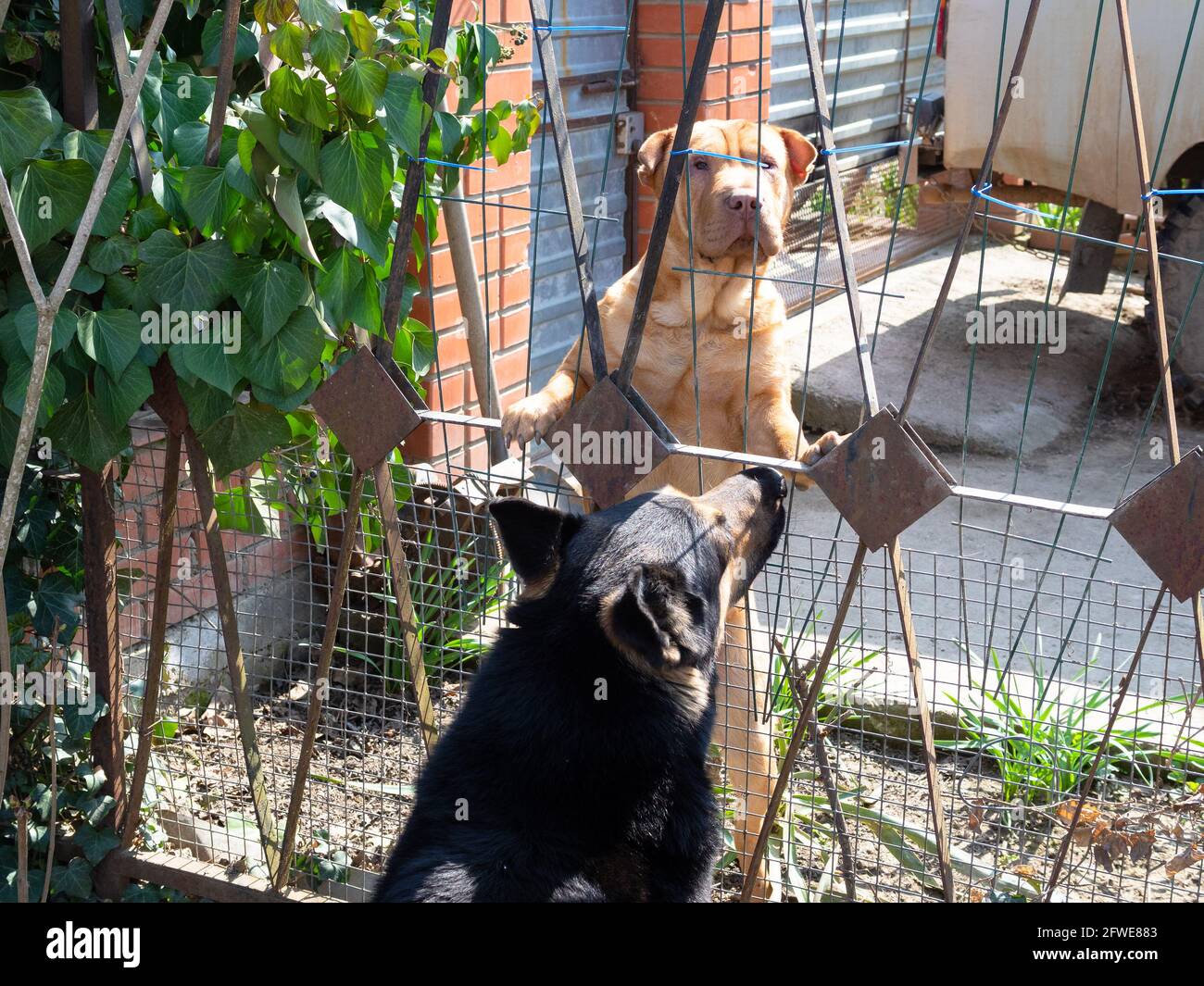 due cani vicino recinzione di cortile cottage in giornata di sole Foto Stock