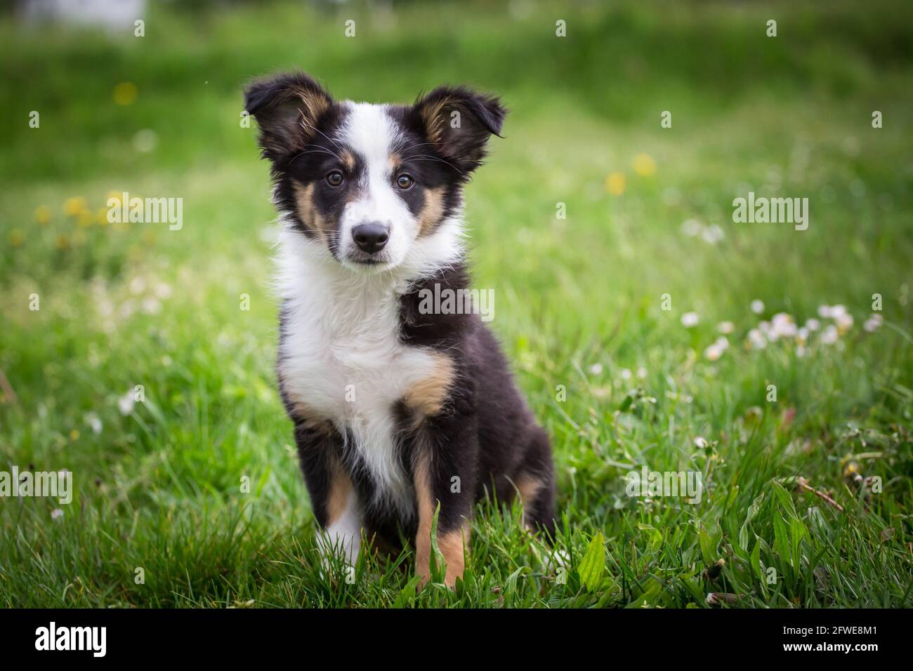 Border Collie cucciolo Foto stock - Alamy