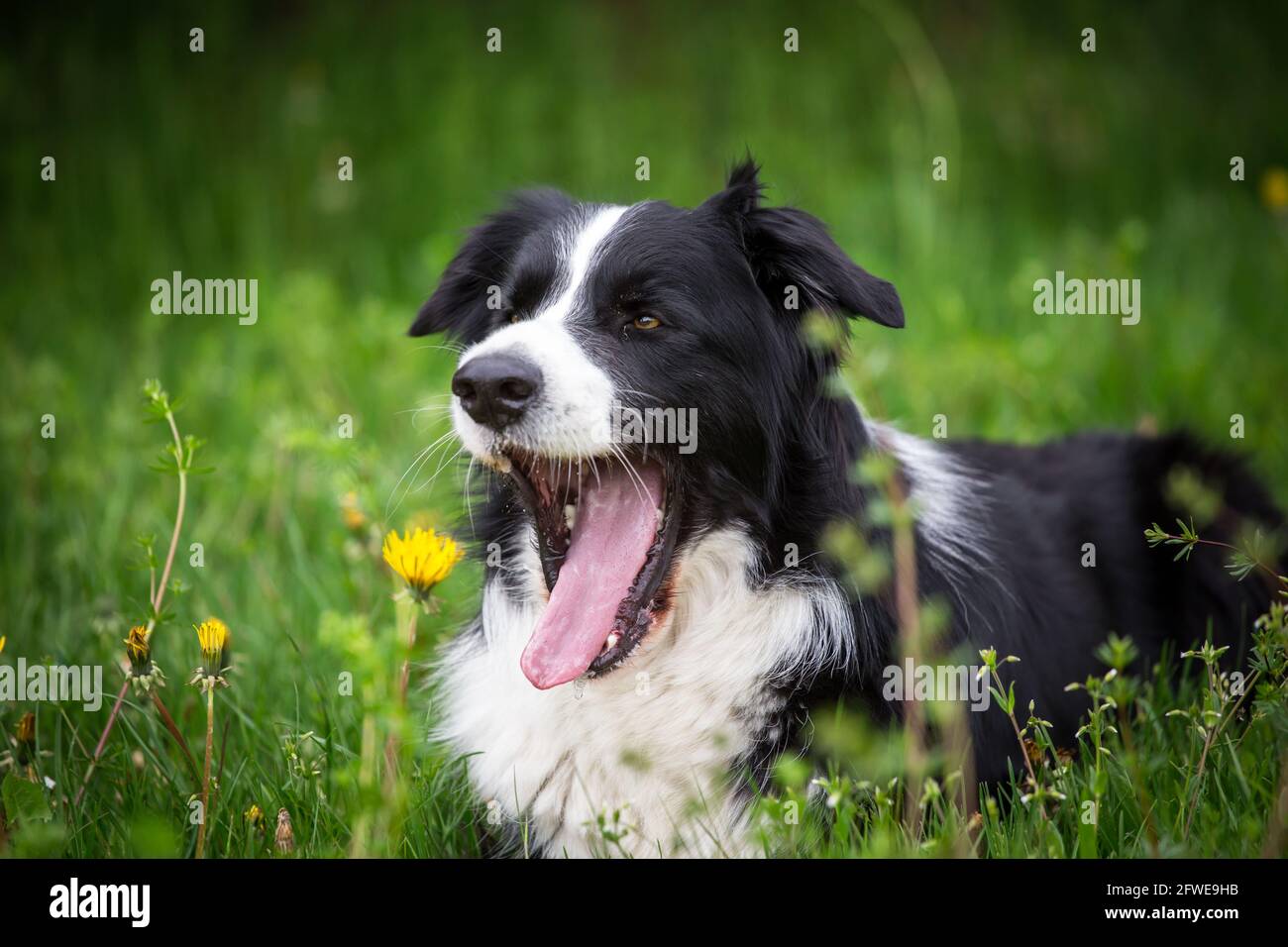 Collie di bordo Foto Stock