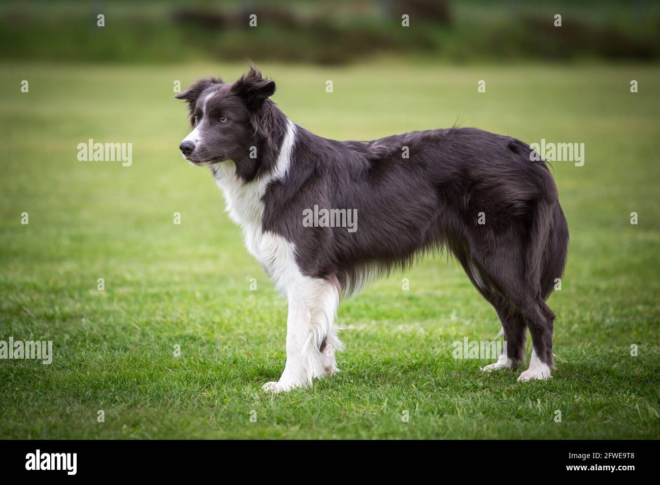 Collie di bordo Foto Stock