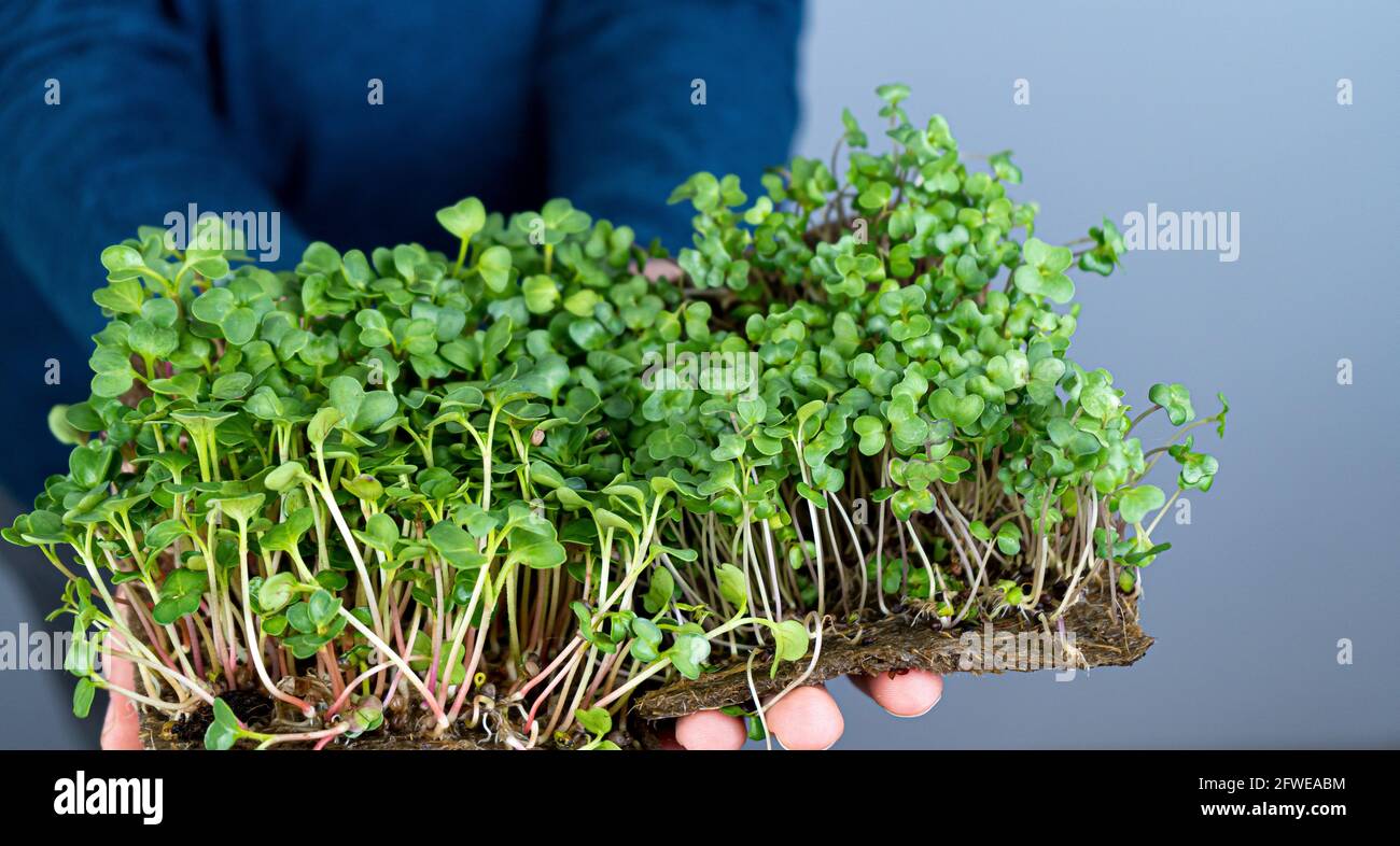 Tenere il microgenerino nelle mani. Rafano, rucola, cavolo e lattuga. Germogli germogliati. Giardinaggio urbano. Cibo vegano biologico. Vitamine utili. Crescere a casa. Foglie. Cresca il microgredo su tappeto di lino. Foto Stock