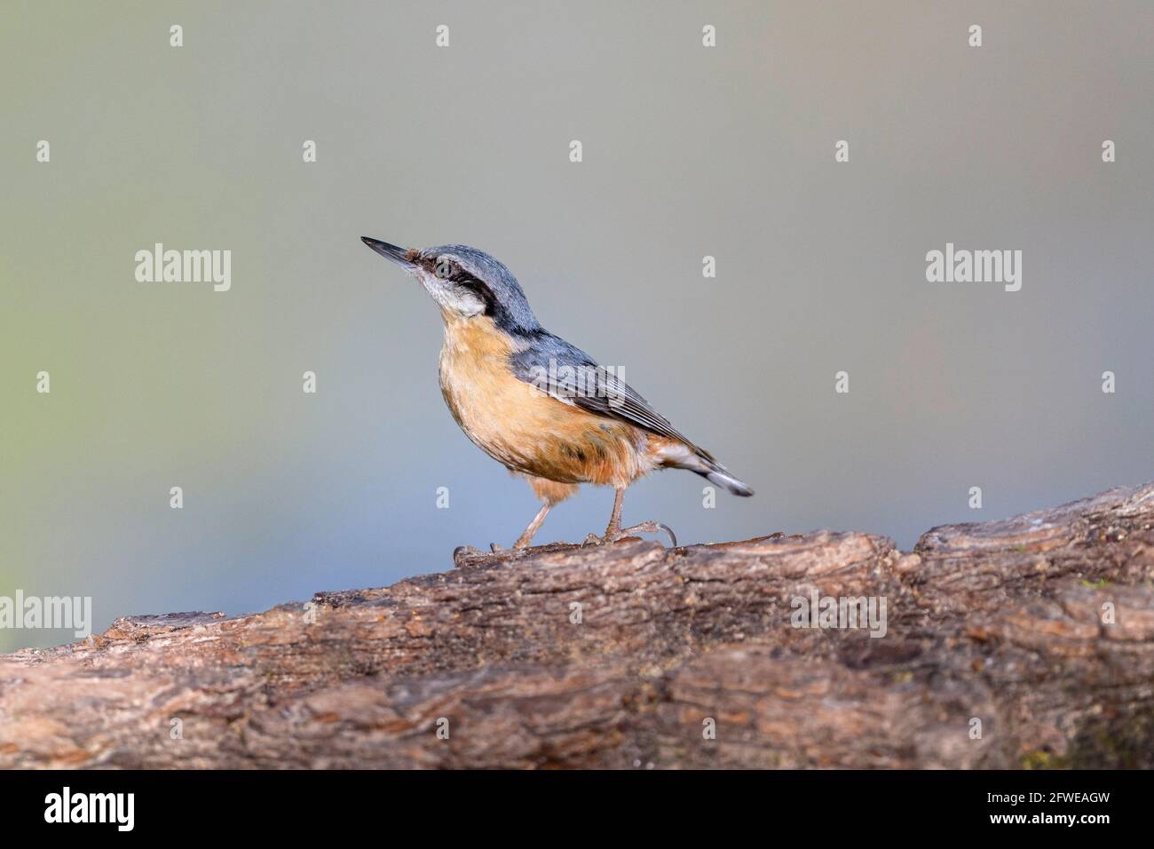 Il nuthatch eurasiatico o il nuthatch di legno (Sitta europaea) È un piccolo uccello passerino trovato in tutto il Paleartico e. In Europa Foto Stock