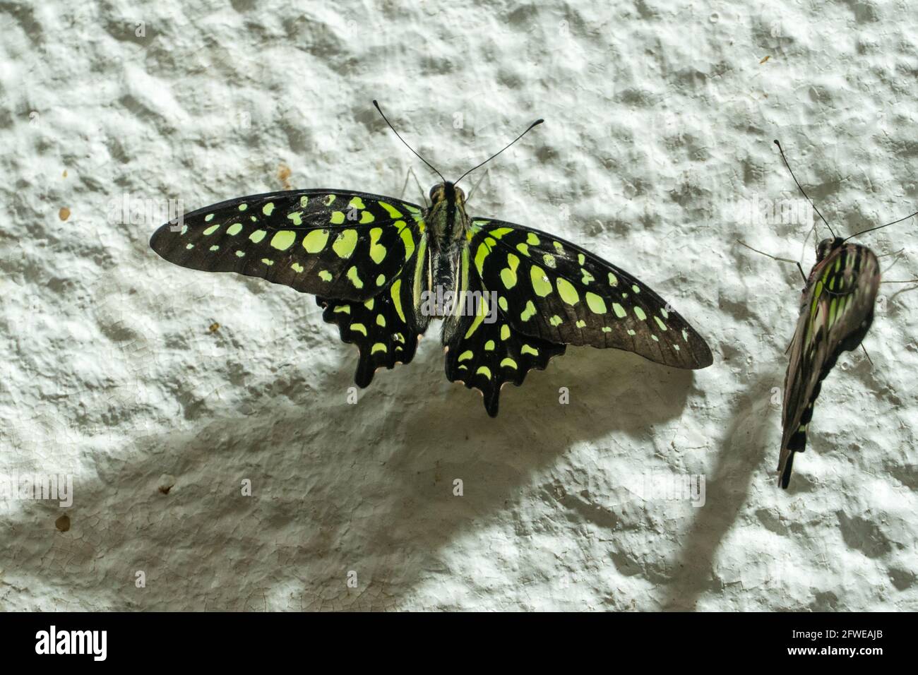 Tailed Jay Butterfly (Graphium agamemnon) o triangolo punteggiato di verde, coda di fieno verde o triangolo verde molto vicino sulla parete. Foto Stock