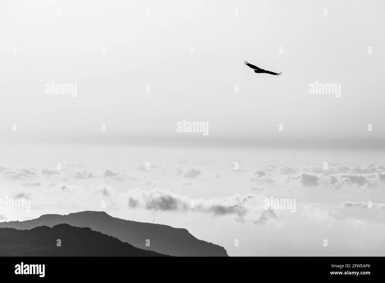 Griffon che gira sul cielo sopra la Rocca del Crasto, Sicilia Foto Stock