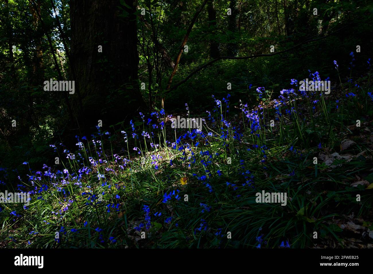 Immagine di campane blu con luce solare nel bosco. Messa a fuoco selettiva, contrasto elevato Foto Stock