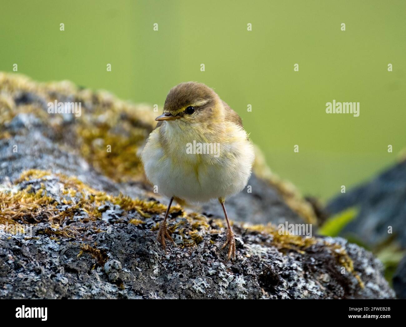 Willow Warbler (Phylloscopus trocillus) arroccato su una roccia, Isola di Colonsay, Ebridi interne, Scozia. Foto Stock