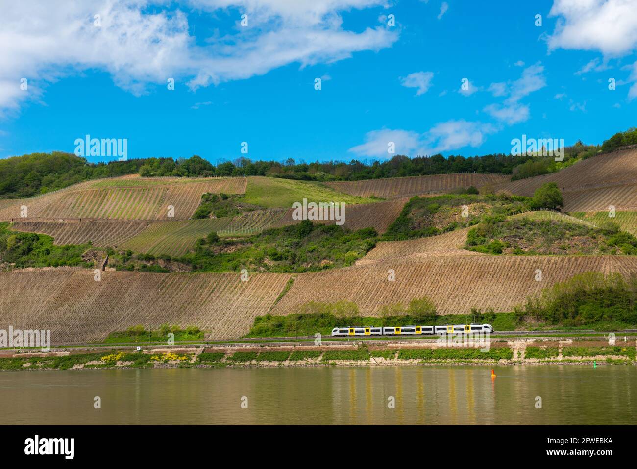 Forte coltivazione di pendii ai vigneti di Bopparder Hamm nella Valle del Medio Reno superiore, patrimonio mondiale dell'UNESCO, Boppard, Renania-Palatinato, Germania Foto Stock