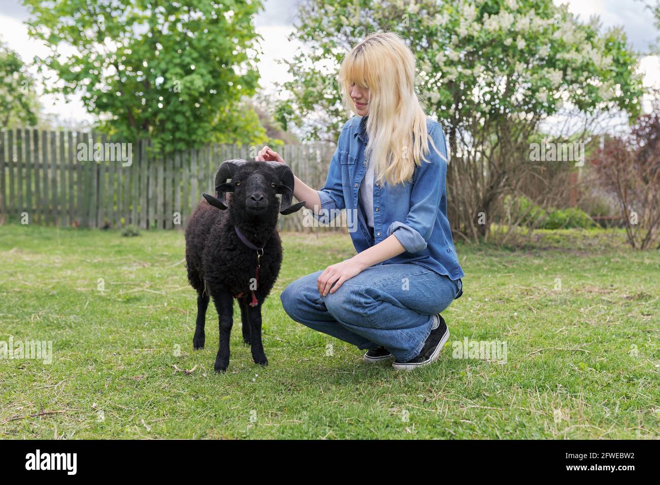 Stile rustico, piccola fattoria animale, giovane adolescente donna giocare toccando nero RAM Foto Stock