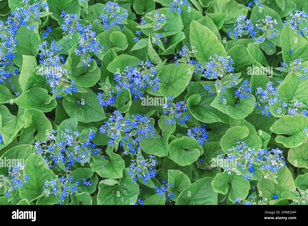 Blue Forget-me-NOT o Myosotis alpestris fiori su uno sfondo di verde fogliame. Foto Stock