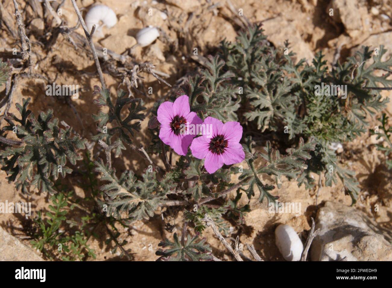 Eroum Crassifolium o Erodium hirtum della famiglia Geraniaceae che cresce nel deserto di Negev, Israele. Foto Stock