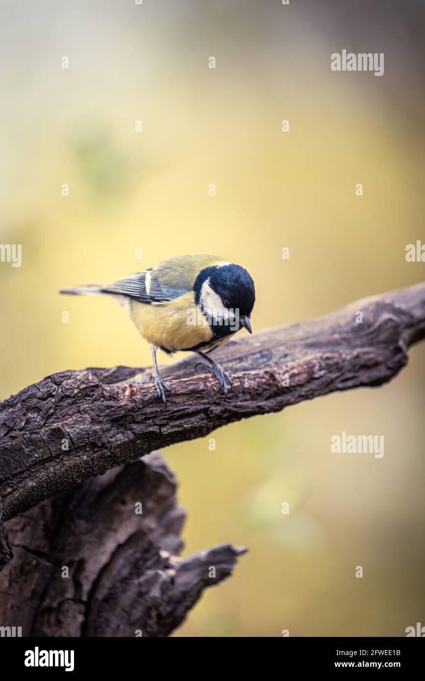 un piccolo uccello da giardino siede su un vecchio albero gnarled trunk Foto Stock