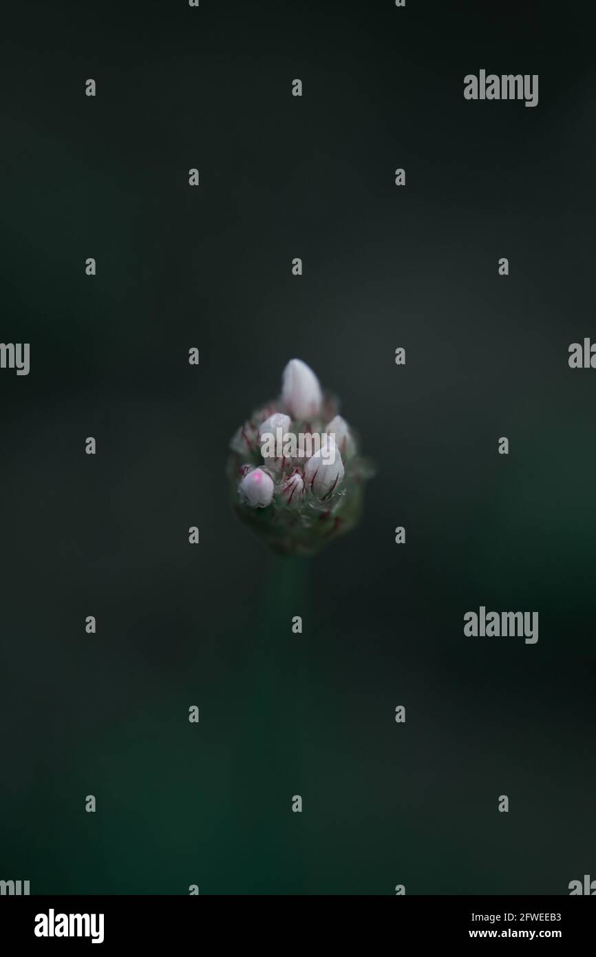 Piccolo germoglio o fiore in giardino con sfondo verde sfocato Foto Stock