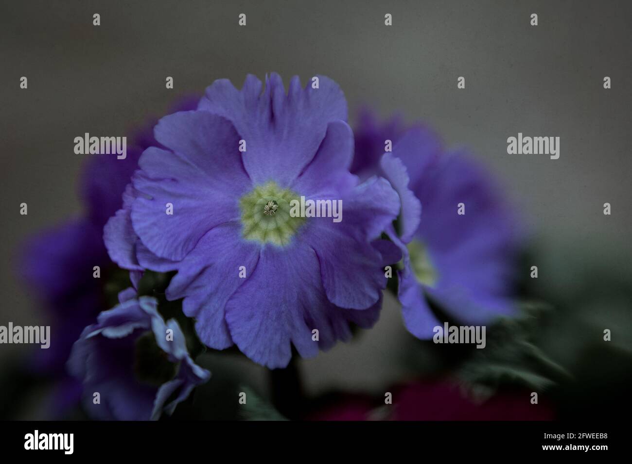 Fiori viola con sfondo grigio Foto Stock
