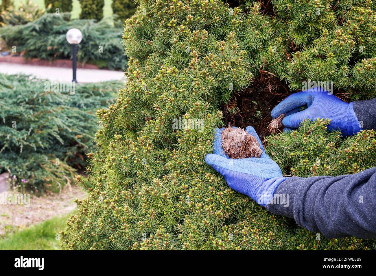 Il giardiniere rimuove il ragno rosso acaro (Tetranychus urticae) cocoons dal thuja. Lavori in giardino Foto Stock