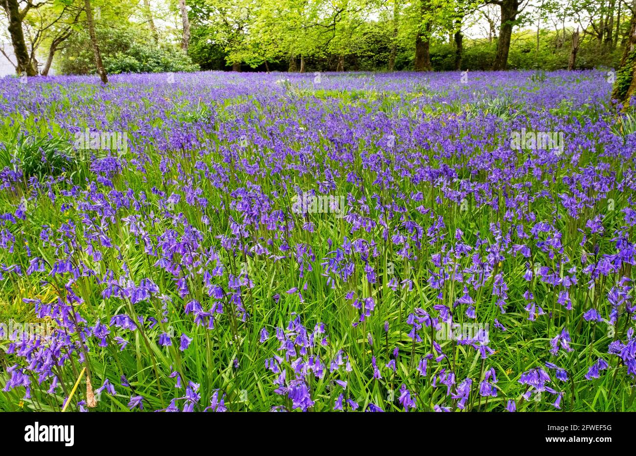 Bluebells comune (Hyacinthoides non-scripta) nei giardini di Islay House, Bridgend, Islay, Inner Hebrides, Scozia. Foto Stock