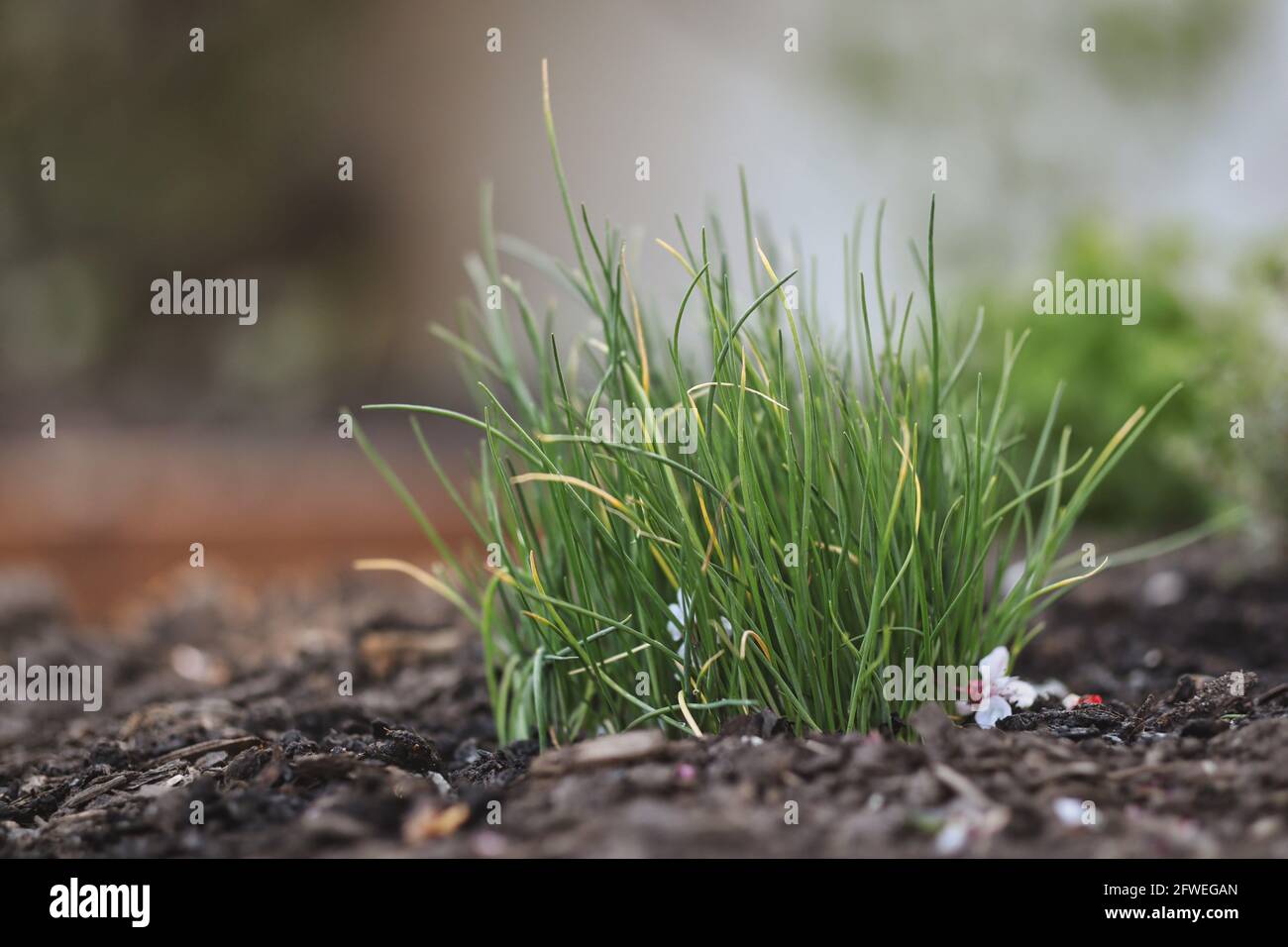 Coltivare i chiodi verdi giovani nel giardino. Allium Shoenosprasum in terreno fertile. Foto Stock