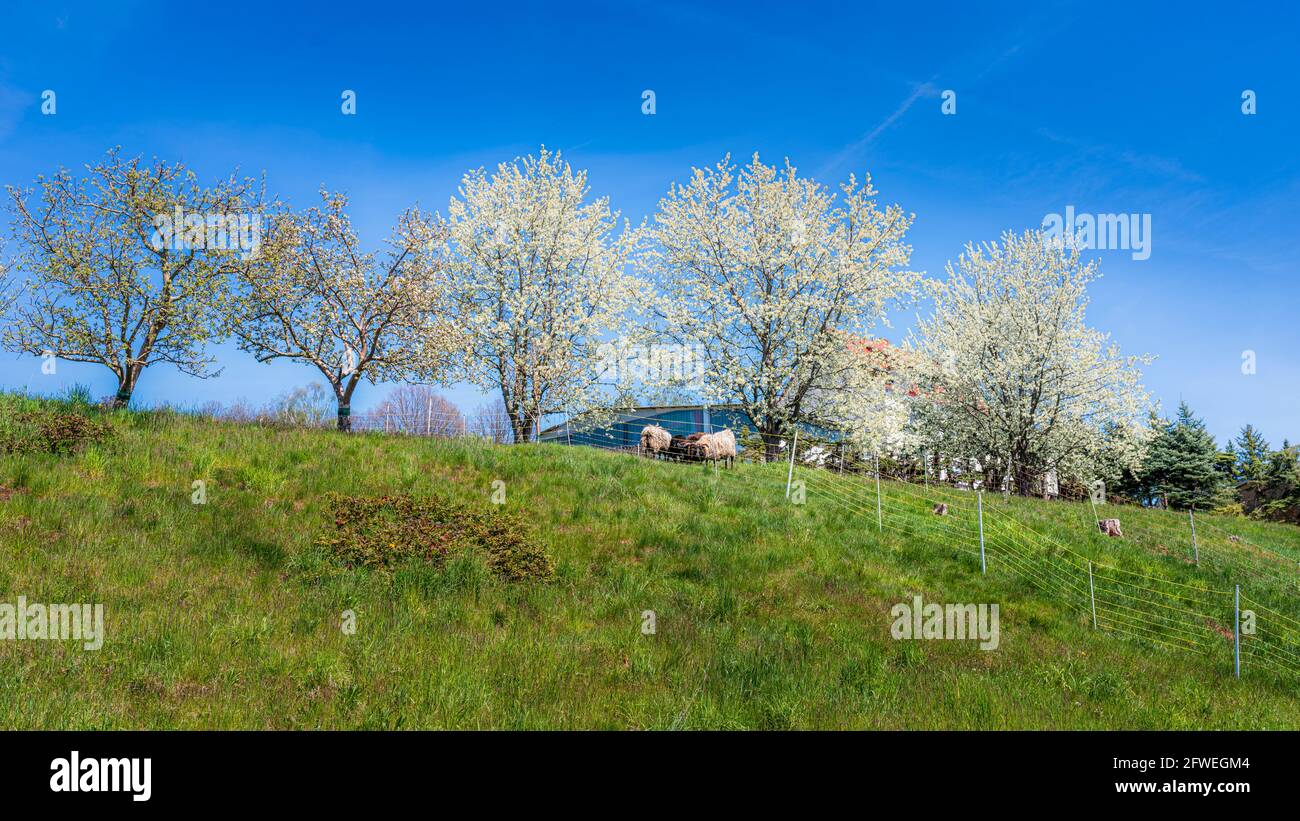 Landschaft bei Zwickau, Reinsdorf, blühende Bäume und Schafe Foto Stock
