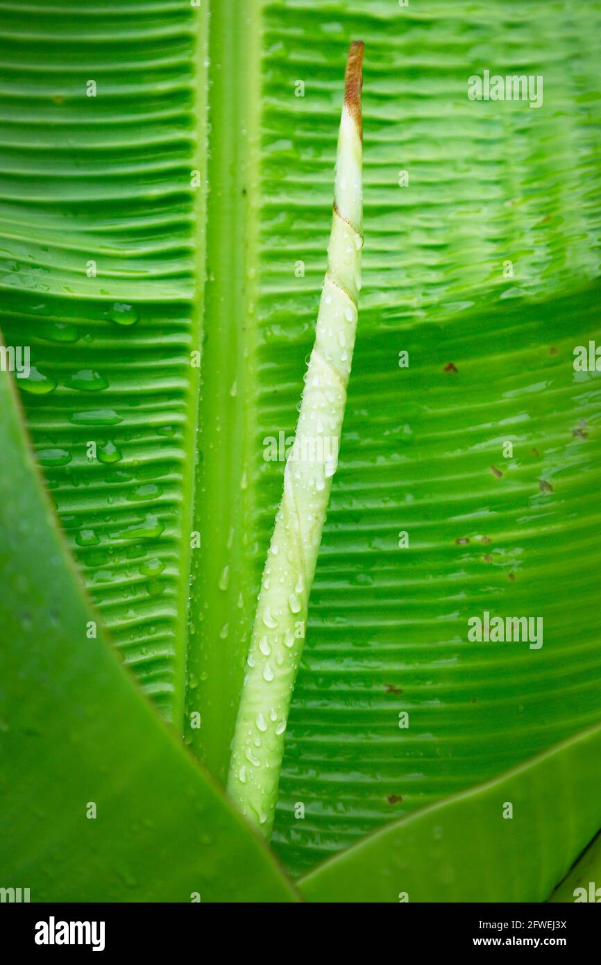 primo piano di foglie di banana verde con una goccia di acqua Foto Stock