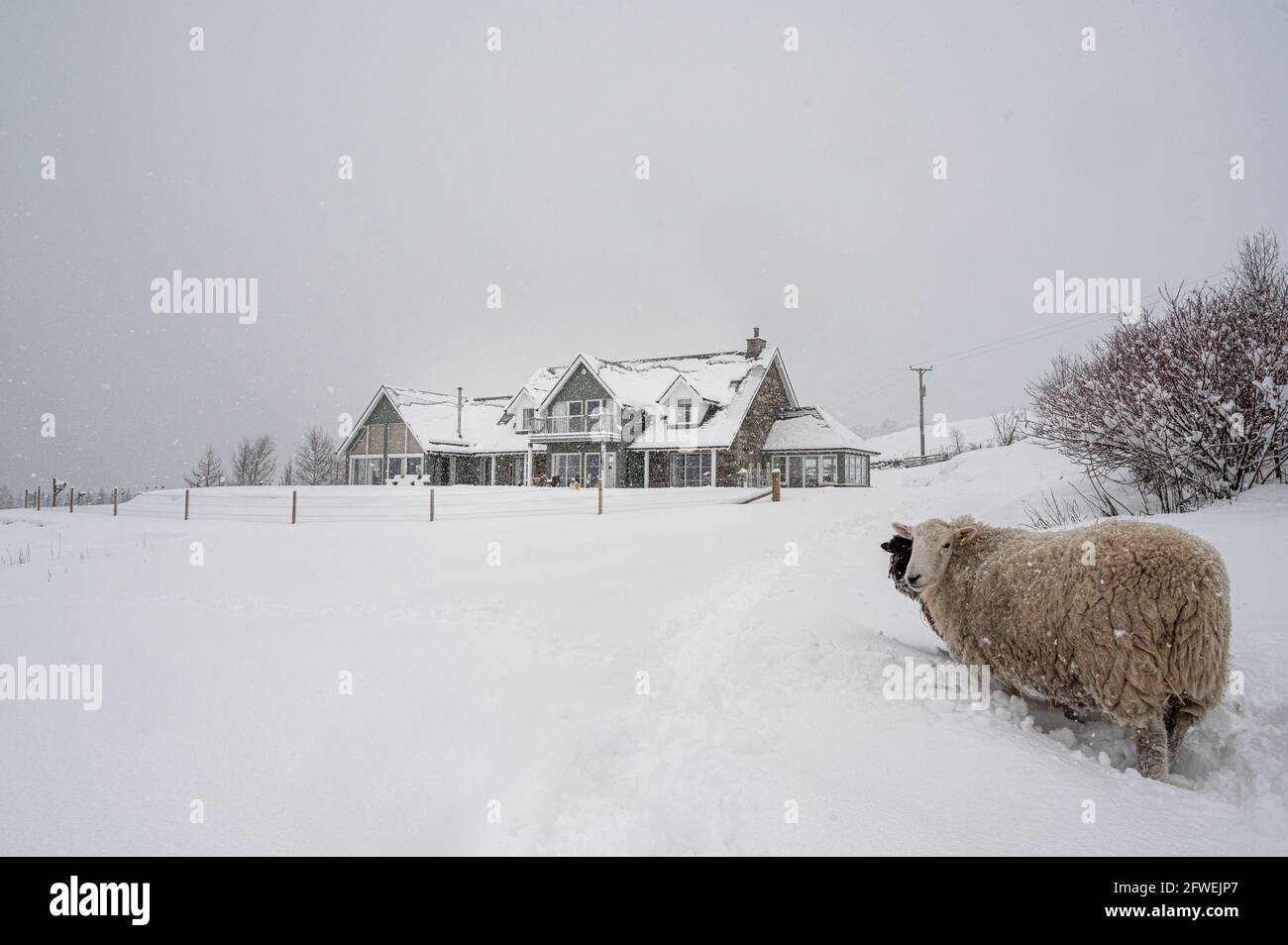 Pecore addomesticate vicino a casa nella neve Foto Stock