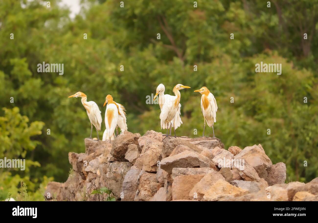 Uccelli situati su rocce, famiglia di uccelli, gruppo di uccelli di coppia Foto Stock