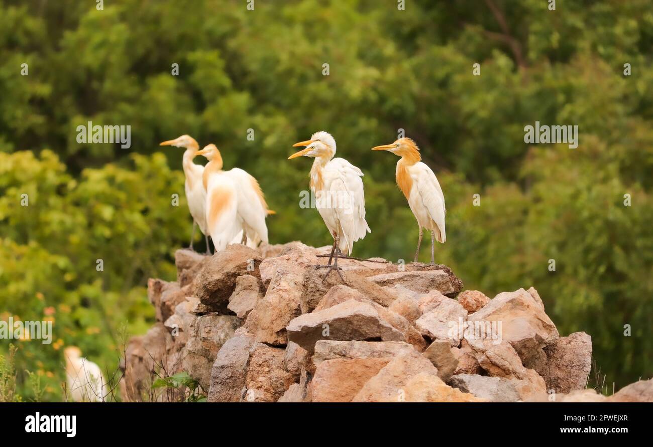 Uccelli situati su rocce, famiglia di uccelli, gruppo di uccelli di coppia Foto Stock