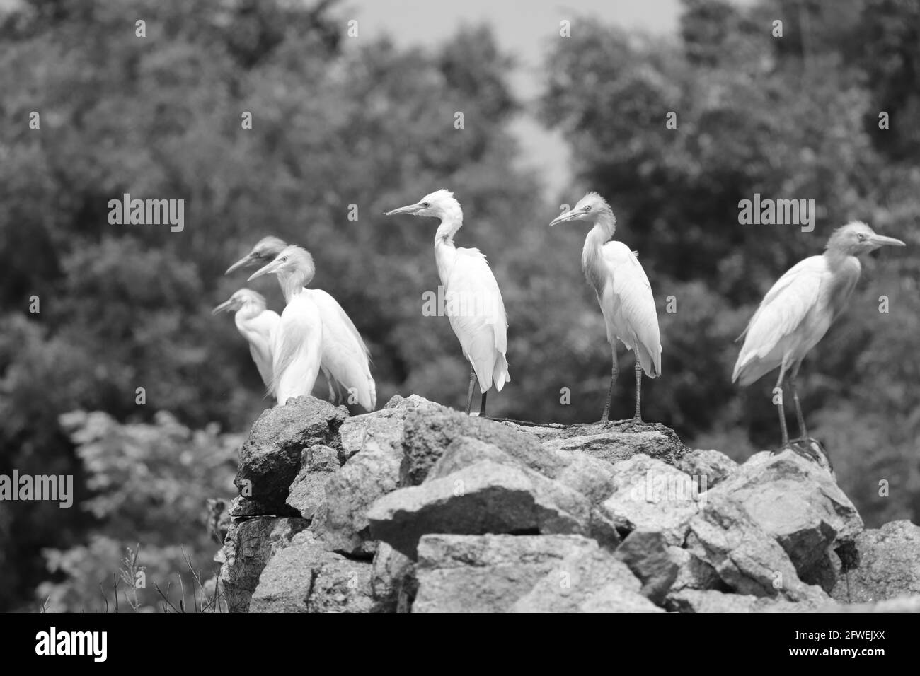 Uccelli su roccia , foto in bianco e nero del gruppo di uccelli Foto Stock