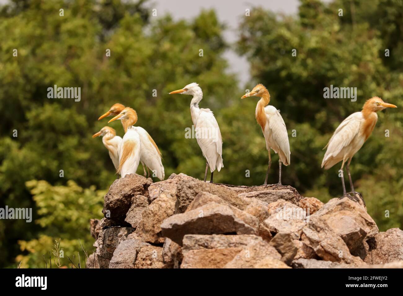 Uccelli situati su rocce, famiglia di uccelli, gruppo di uccelli di coppia Foto Stock