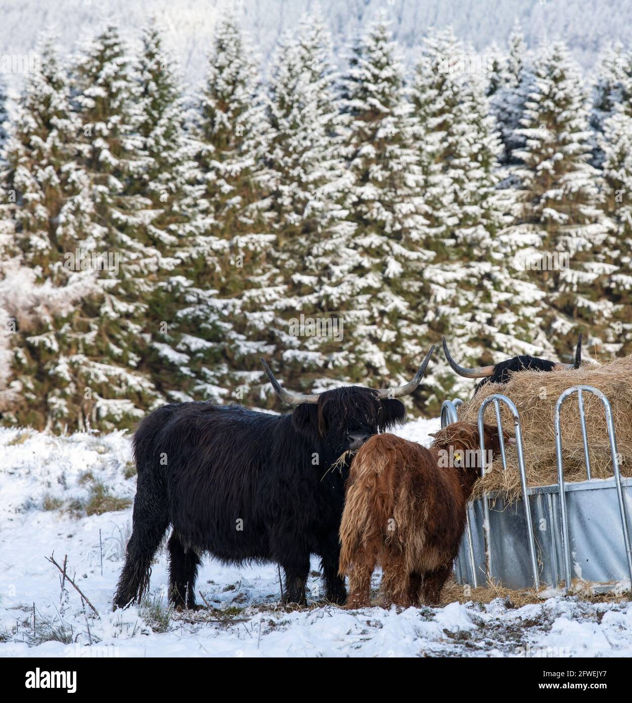 Hill Farm in un giorno d'inverno, in Scozia Foto Stock