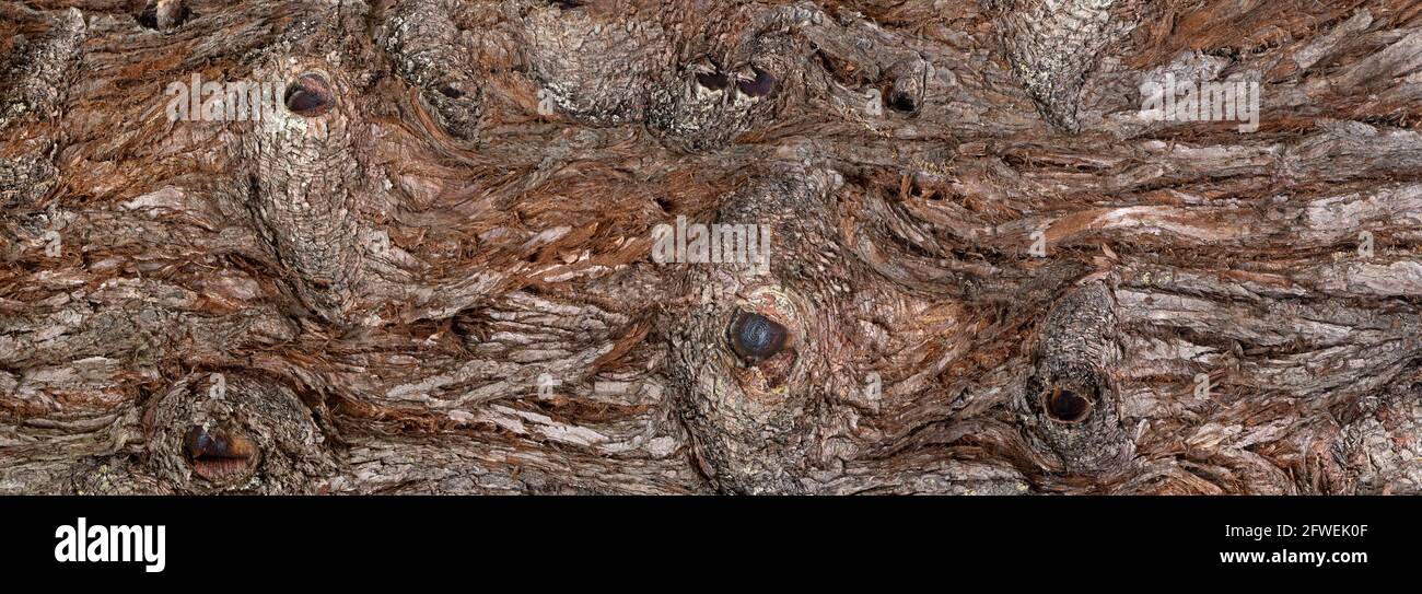 Corteccia ruotata orizzontalmente di un albero di sequoia con bushole Foto Stock