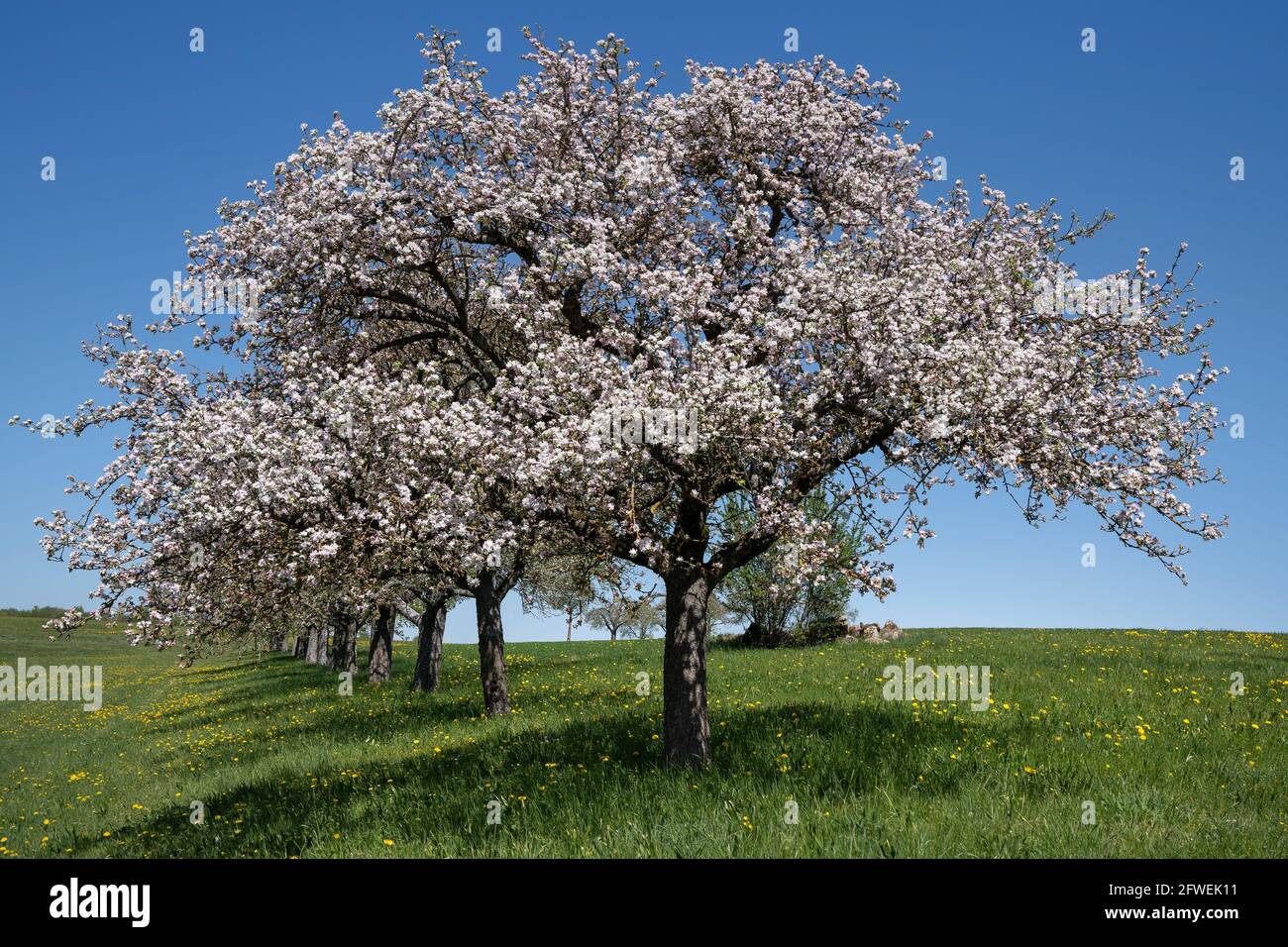 Albero di mela in fiore all'inizio di una fila di alberi in un prato Foto Stock