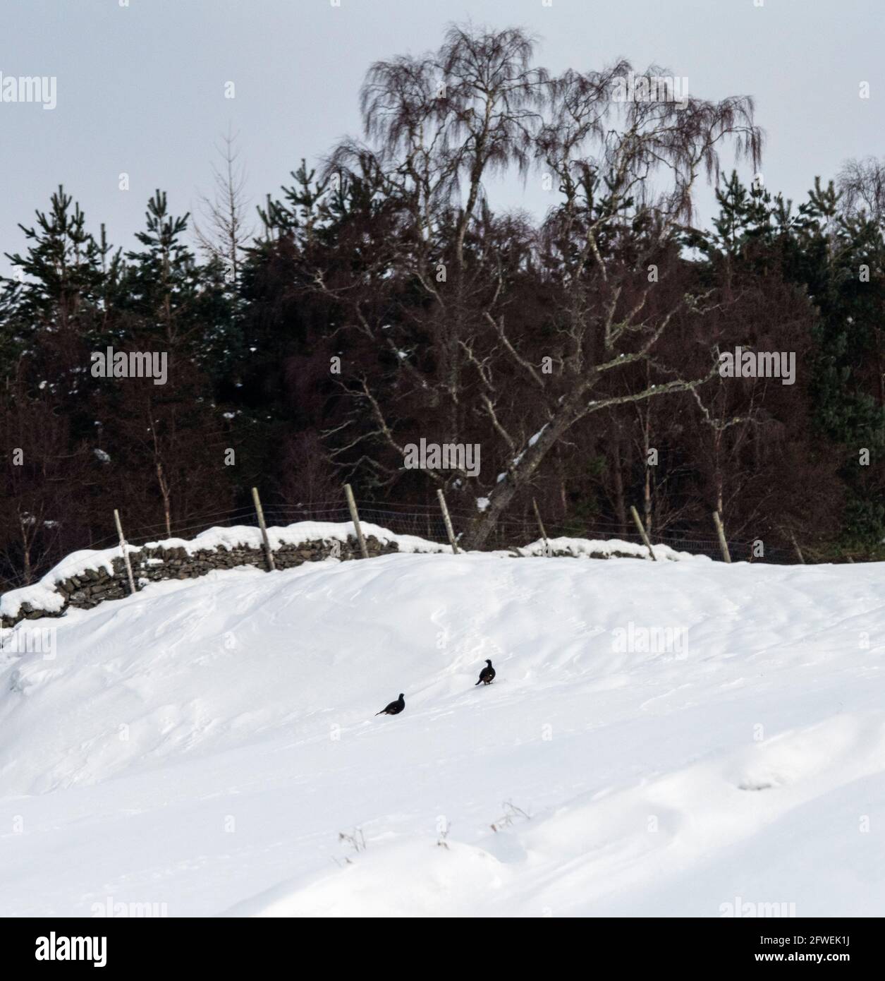 Black Grouse in inverno, Scozia, Regno Unito Foto Stock