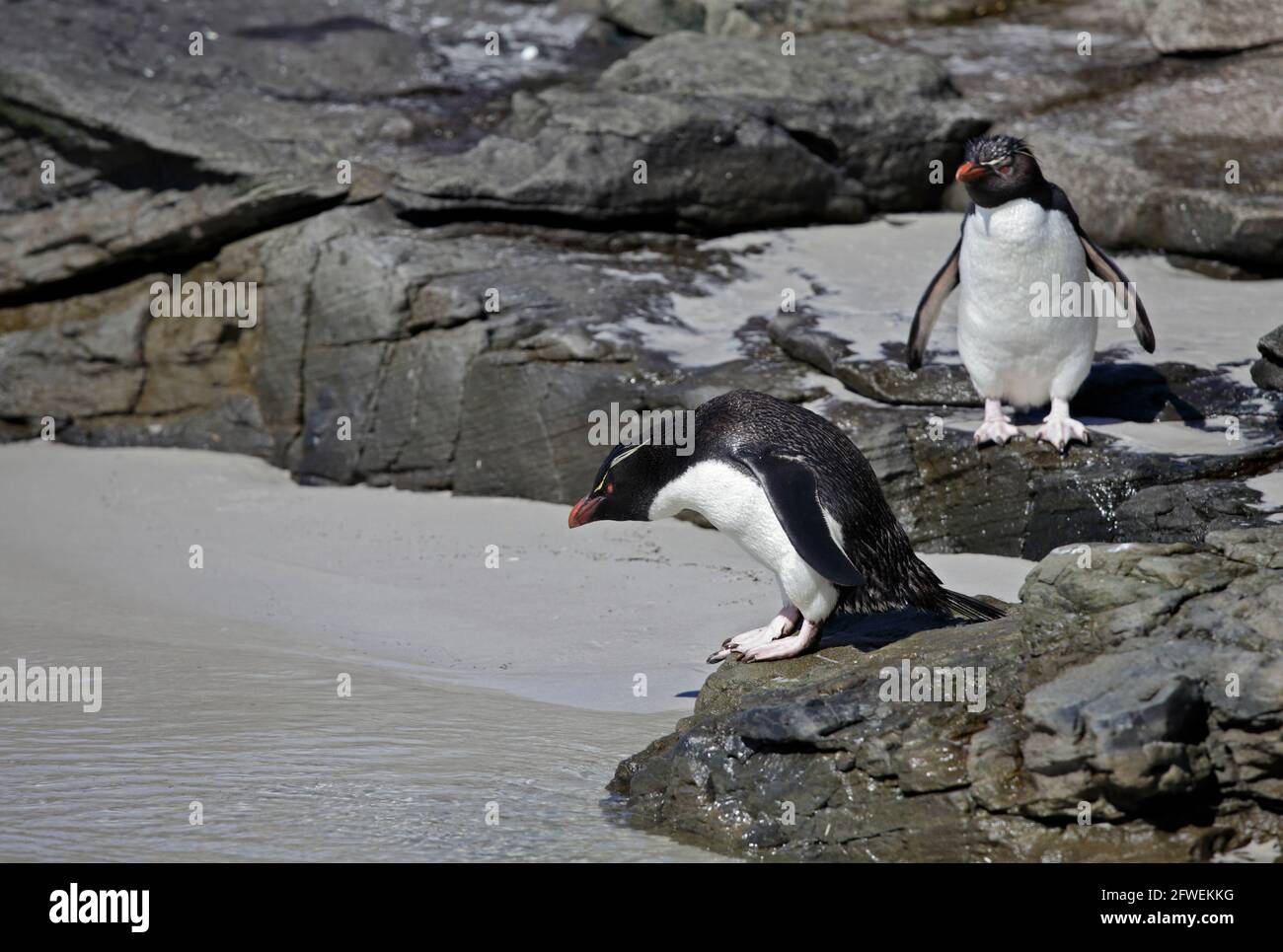 Coppia di Southern pinguini saltaroccia (eudyptes chrysocome), Saunders Island, Falklands Foto Stock