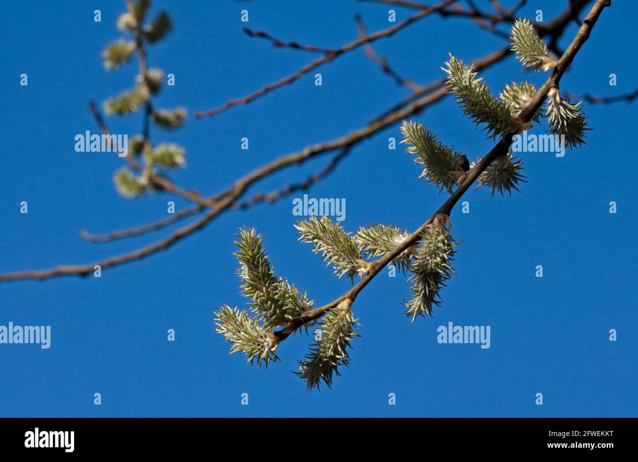 Willow (pygru salicifolia) catkins/semi, Regno Unito Foto Stock