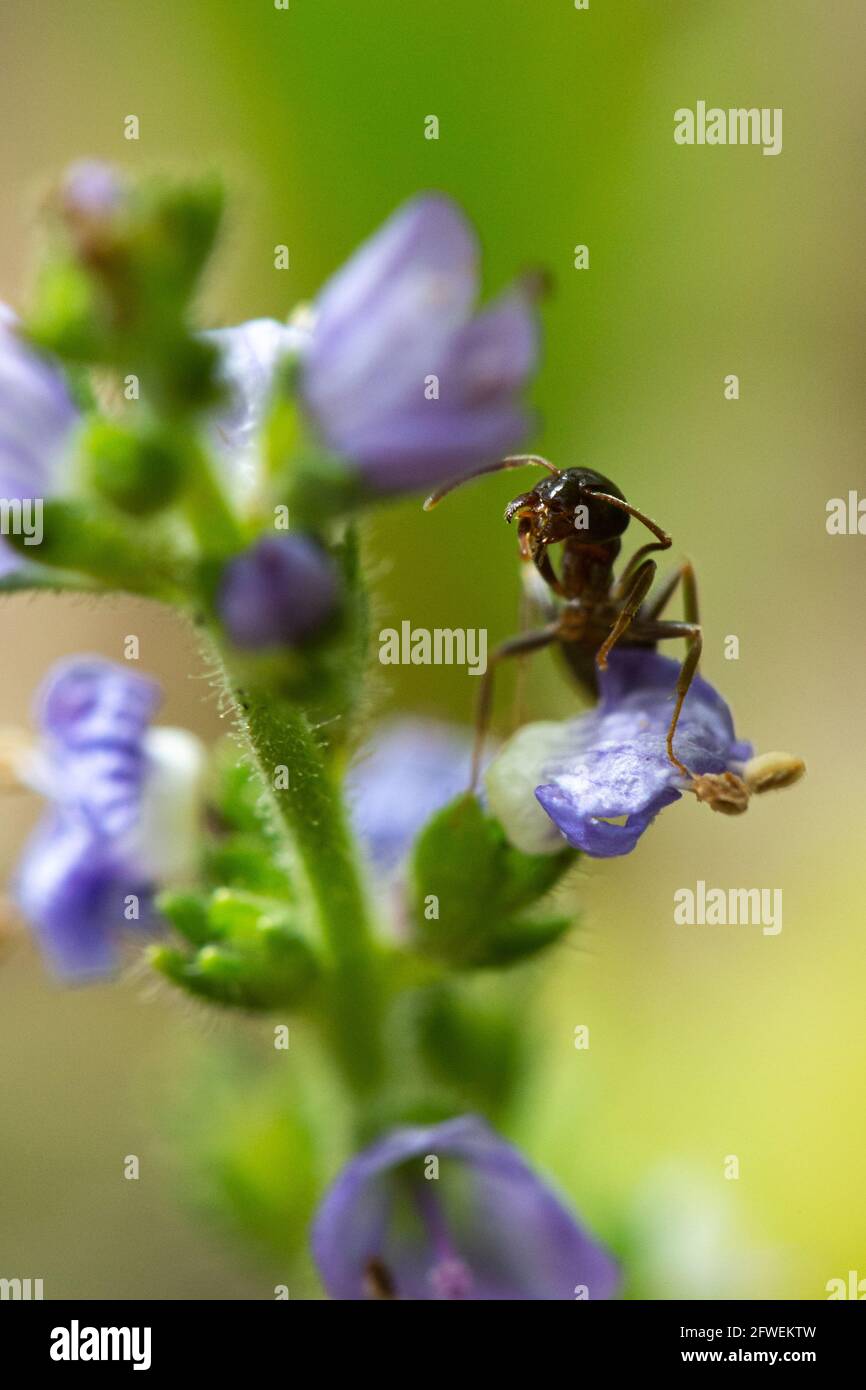 Una formica su un fiore in fiore. Foto Stock