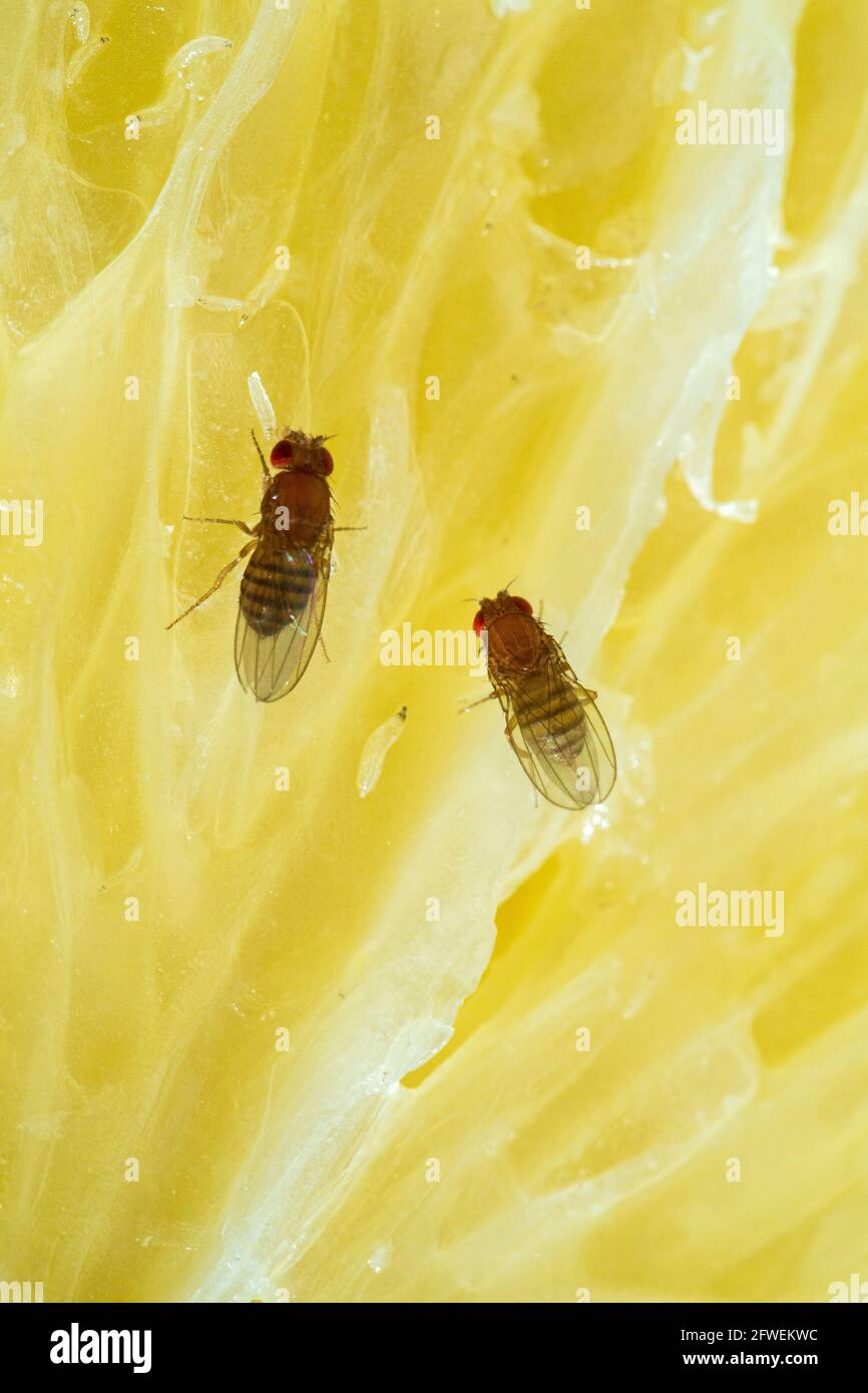La mosca della frutta e la loro larva che si nutrono su una fetta di agrumi. Foto Stock