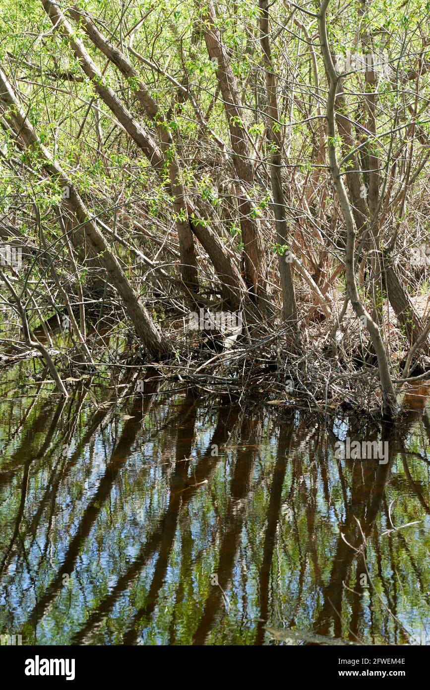 fiume nel parco con rami Foto Stock