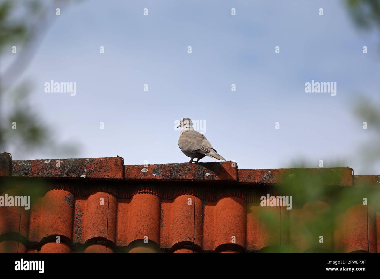 Un piccione selvaggio si siede in alto sul tetto. Foto Stock