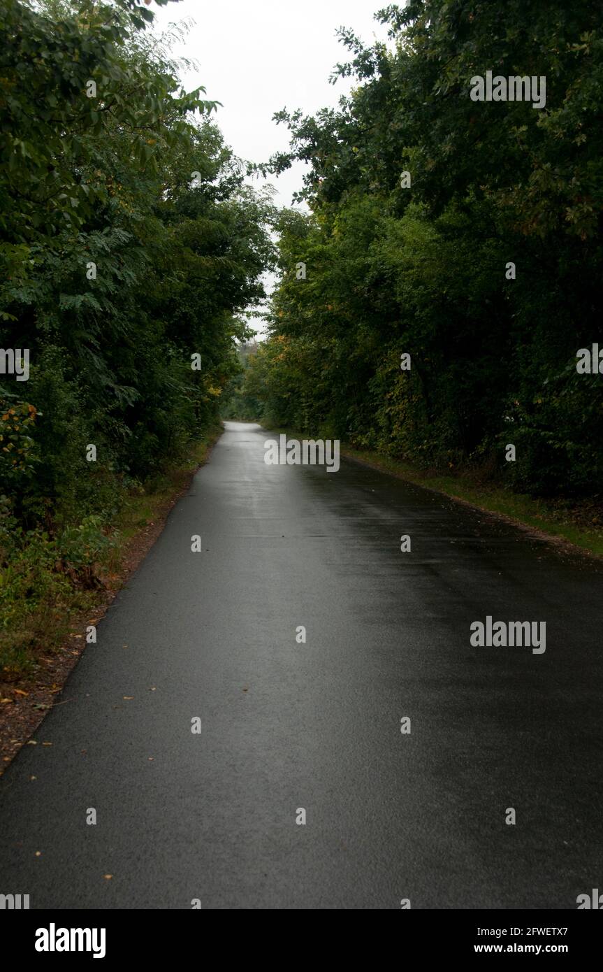 strada vuota bagnata fiancheggiata da alberi Foto Stock