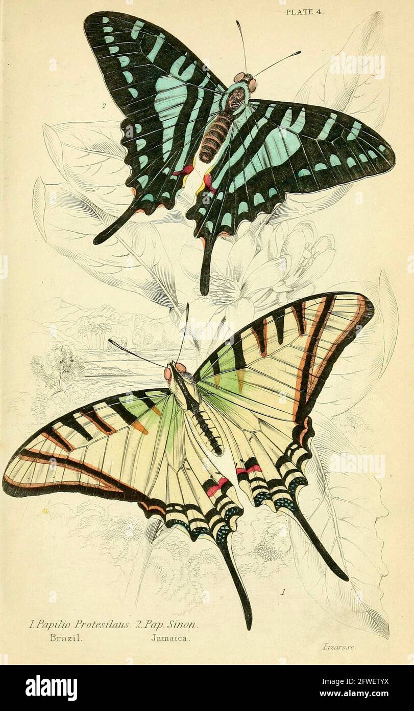 James Duncan - bellissima illustrazione delle farfalle dalla Biblioteca Naturalista A cura di Sir William Jardine -1858 - Plate 4 Foto Stock